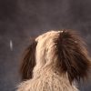 shop-f002806 Live Hands Floppy Dawg Puppet
